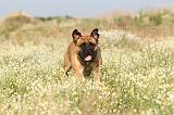 BULLMASTIFF 180